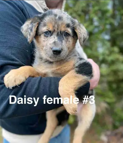 9 puppies in litter from mother German Shepherd and father Australian shepherd in need of new home....
