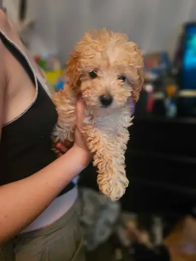 Toy/mini poodle ready for summer break!, View more