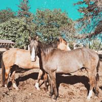 Companion Horses