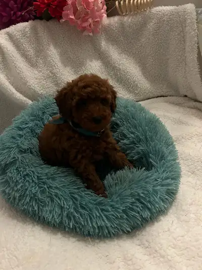 Beautiful dark red toy poodle puppies, dark red girl born on April 10th and dark red toy boy born on...