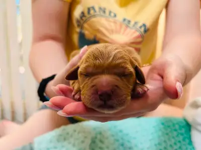 Golden nugget(retriever) puppies for sale!, View more