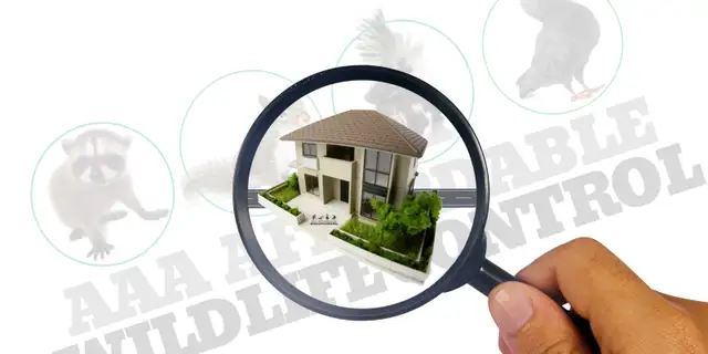 Affordable Raccoon Removal Cost Brampton63654773258881122