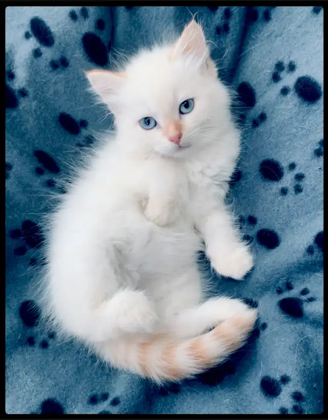 Siberian Neva Masquerade Kittens. Hypoallergenic/Low Allergen