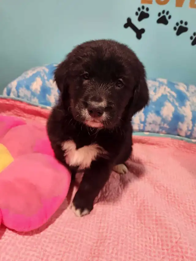GOLDEN MOUNTAIN PUPPIES READY TO SHOW. in Dogs & Puppies for Rehoming in Barrie - Image 10