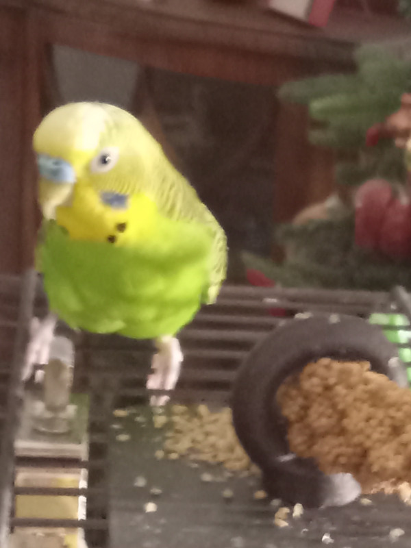 Sage budgie in Birds for Rehoming in Abbotsford - Image 4