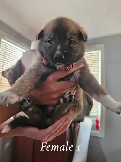 West Siberian Laika puppies, View more