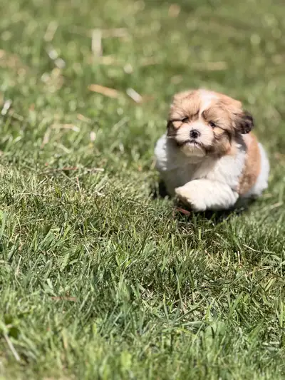 Purebred Shih Tzus, View more