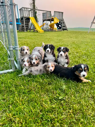 Purebred Australian Shepherd puppies for sale! We are looking to rehome the remaining 4 healthy pupp...
