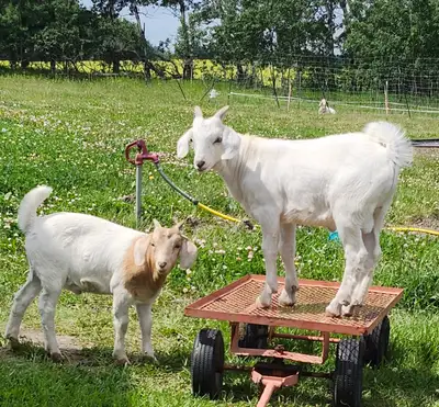 Beautiful dual purpose billy goats for sale!, View more