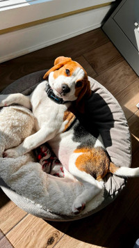 Chiot Beagle Femelle cherche une nouvelle famille