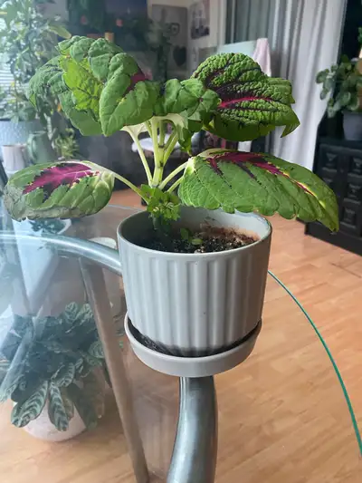 Beautiful plant for sale, View more