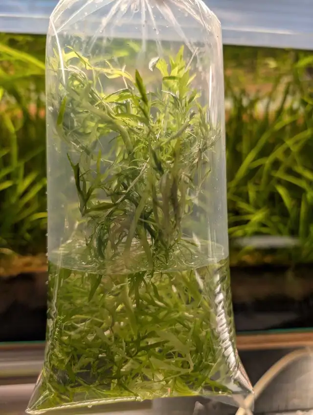 Water Wisteria in Fish for Rehoming in Kitchener / Waterloo - Image 4