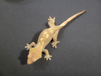 Ida the crested gecko
