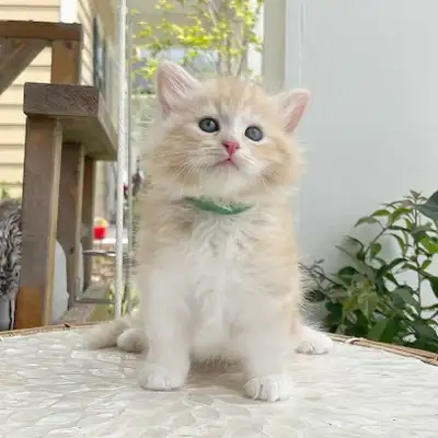 hypoallergenic Siberian kittens, Voir plus