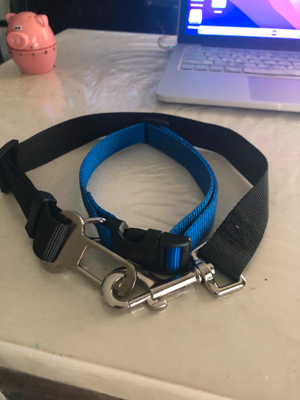 Dog Collars in Accessories in Winnipeg