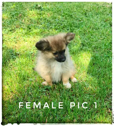 Paperanians  - Meet Missy - Perfect Age To Go Home, View more