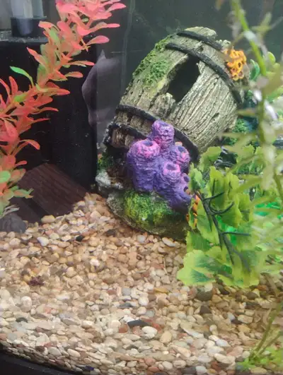 Looking for snails, View more