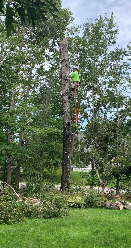 Tree Removal Services in Lawn, Tree Maintenance & Eavestrough in City of Halifax