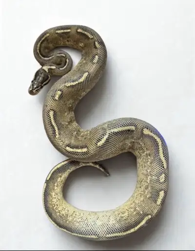 Male Freeway Ball Python, View more