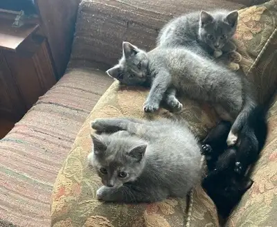 Chatons recherchent foyer, View more