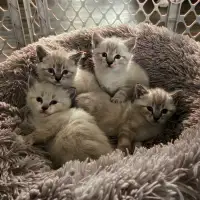 Cuddly Ragdoll Kittens