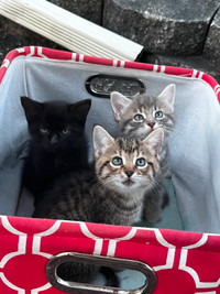 69 Annonces Adoptez Des Chats Et Chatons Dans Levis Animaux Petites Annonces De Kijiji