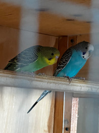  Parakeet birds 