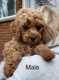 Cockapoo puppies -1 male and 1 female left