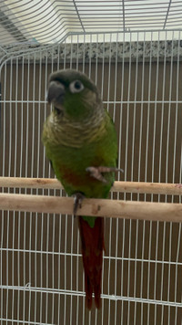 Baby hand fed green cheeked conure