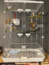 Female Budgies with Cages 