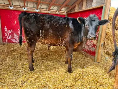 Steer Calf - Jersey/Angus - 5 Months, View more