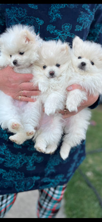  Pomeranian puppies ❤️3 left 