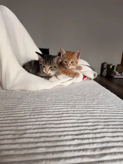 2  Chaton à adopter, View more