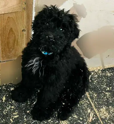 CKC Registered! Pure-Bred Bouvier Puppies For Sale! 4 months Old 1 Brindle 1 Black, Male and Female...
