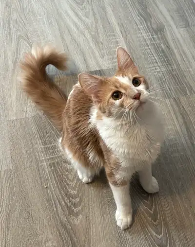 It’s with a heavy heart that I’m looking to rehome my 6-month-old kitten, Chadwick. This decision wa...