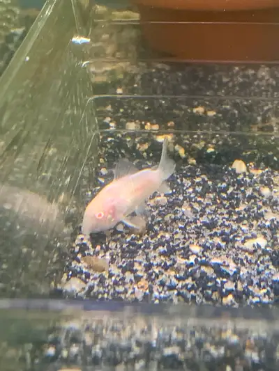 Albino Corydora With A Bent Spine Near The Tail., View more