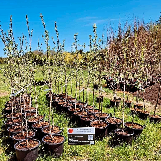 Honeycrisp and Gala Apple Trees in Plants, Fertilizer & Soil in Oshawa / Durham Region