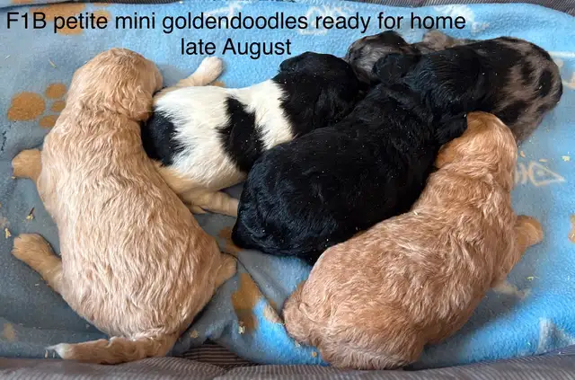 ❤️Mini and small / medium goldendoodles and cockapoos in Dogs & Puppies for Rehoming in Hamilton - Image 4