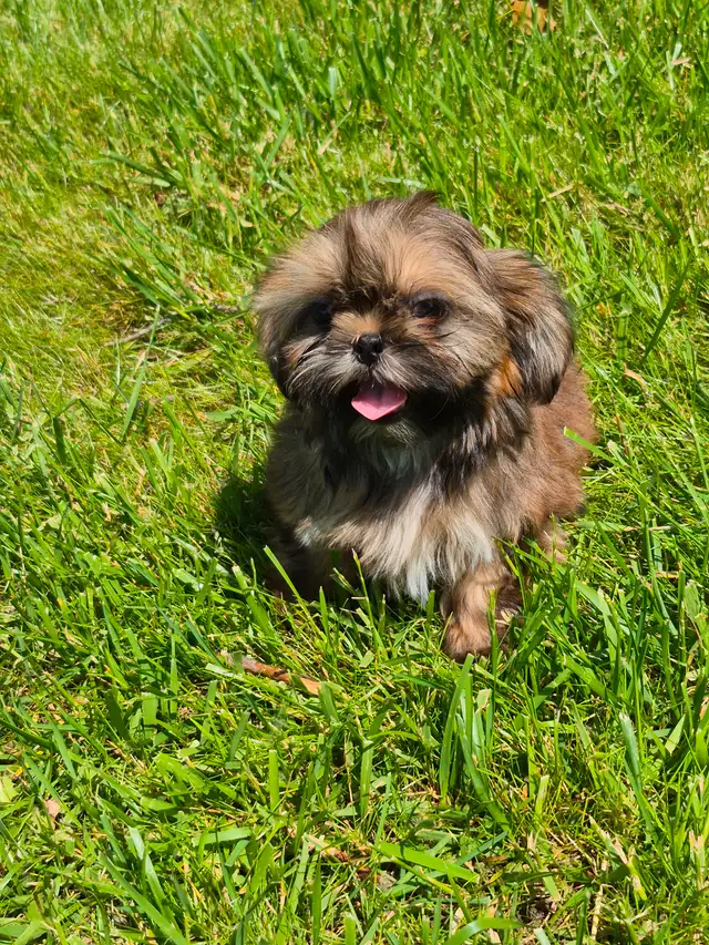 Micro Imperial Shih Tzu Puppies in Dogs & Puppies for Rehoming in Oakville / Halton Region - Image 3