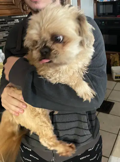 Purebred Shih Tzu-Adult Male Available one hold PPU, View more