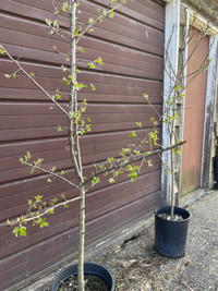 Okanagan Red Cherry Trees (Organic)