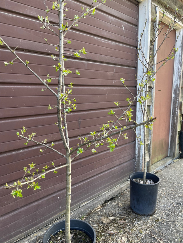 Okanagan Red Cherry Trees (Organic) in Plants, Fertilizer & Soil in Delta/Surrey/Langley