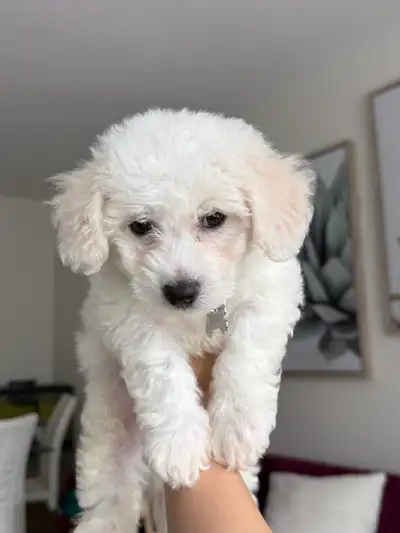 bichon  frise 16 weeks old, View more