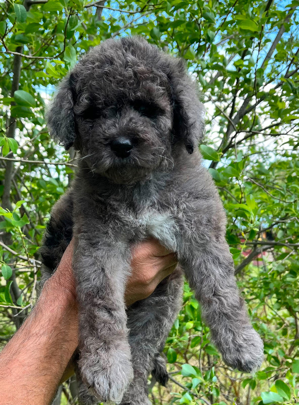 Mini/Medium English Goldendoodles Dogs & Puppies for Rehoming