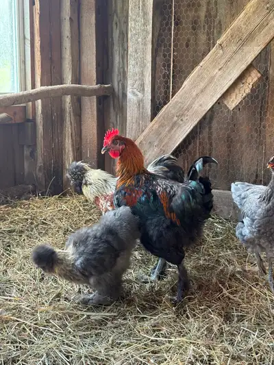 Lovely Rooster $20, View more