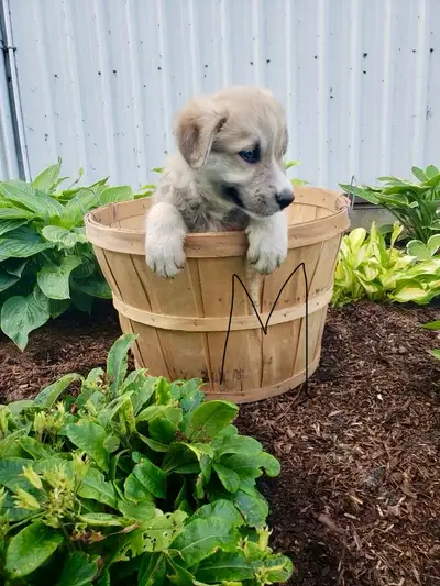 Australian Shepard cross puppies      Call or txt 519 497 4146, View more
