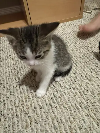 kittens for rehomeing , View more