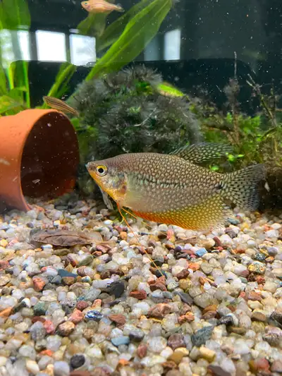 Full size male perl gouramis, last-10$ Full size female blue gouramis, last-10$ Full size bronze Cor...