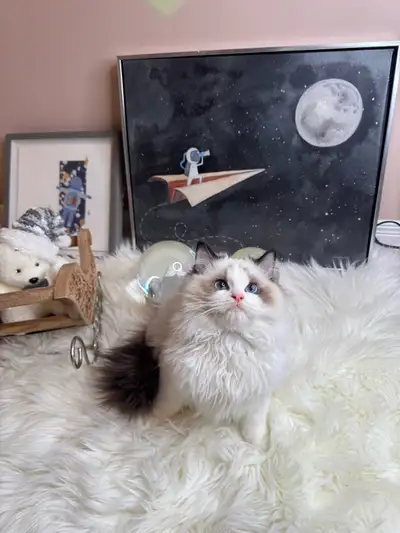 purebred ragdoll boy, View more