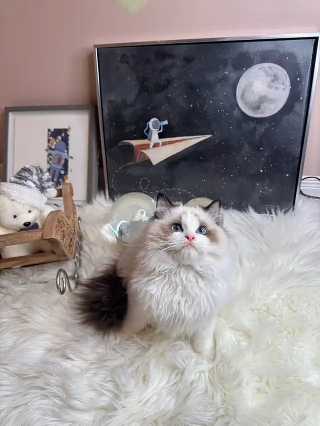 purebred ragdoll boy